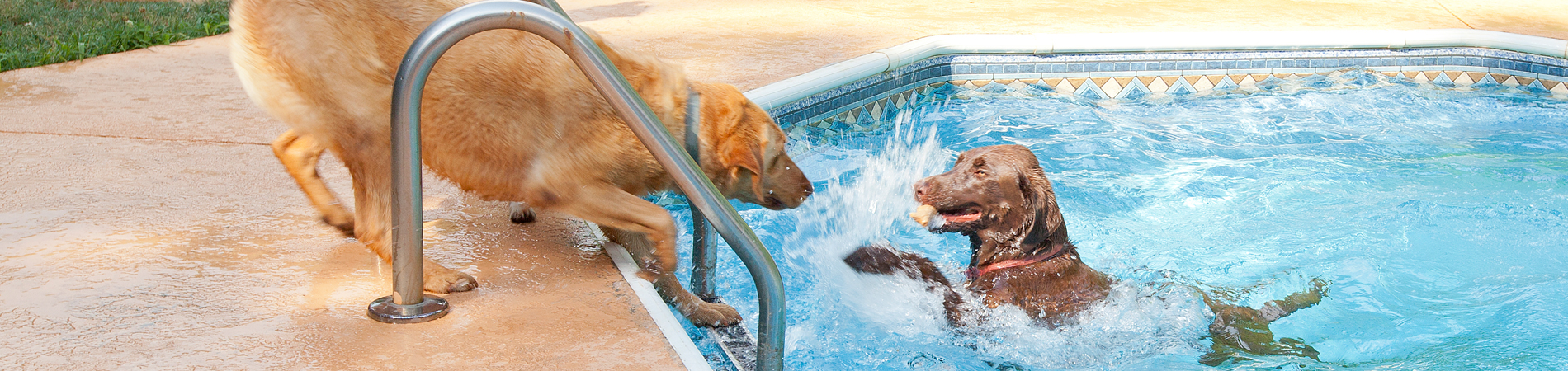 dog - Clear and Clean Pool Service